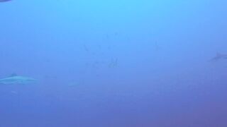 Maarehaa Kandu Gaafu Alifu морская рыбалка на свале пасса без толпы