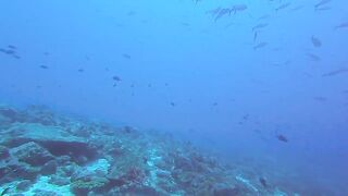 Maarehaa Kandu Gaafu Alifu морская рыбалка на свале пасса без толпы