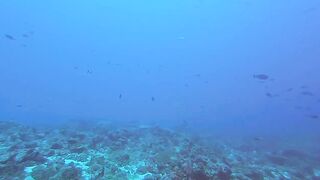 Maarehaa Kandu Gaafu Alifu морская рыбалка на свале пасса без толпы