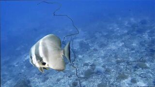 Gaafu Alifu: скалы, свалы и дайвинг, где рыбалка безопасна с берега?