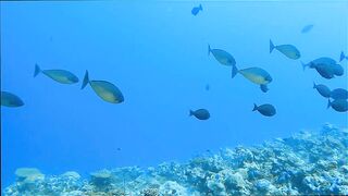 Gaafu Alifu: скалы, свалы и дайвинг, где рыбалка безопасна с берега?