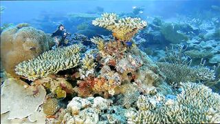 Gaafu Alifu: скалы, свалы и дайвинг, где рыбалка безопасна с берега?