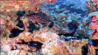 Gaafu Alifu: скалы, свалы и дайвинг, где рыбалка безопасна с берега?