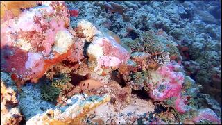 Gaafu Alifu: скалы, свалы и дайвинг, где рыбалка безопасна с берега?