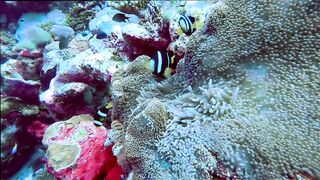 Gaafu Alifu: скалы, свалы и дайвинг, где рыбалка безопасна с берега?