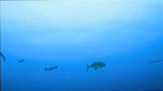 Gaafu Alifu: скалы, свалы и дайвинг, где рыбалка безопасна с берега?