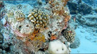 Gaafu Alifu: скалы, свалы и дайвинг, где рыбалка безопасна с берега?