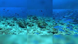 Alifu Alifu Atoll, Dive Ukulhas и где после дайвинга порыбачить