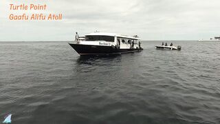Gaafu Alifu 2024 дайвинг по стенкам и рыбалка в лагуне