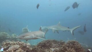 Gaafu Alifu 2024 дайвинг по стенкам и рыбалка в лагуне