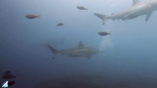 Gaafu Alifu 2024 дайвинг по стенкам и рыбалка в лагуне