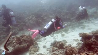 Gaafu Alifu 2024 дайвинг по стенкам и рыбалка в лагуне