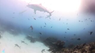 Gaafu Alifu 2024 дайвинг по стенкам и рыбалка в лагуне