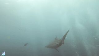 Gaafu Alifu 2024 дайвинг по стенкам и рыбалка в лагуне