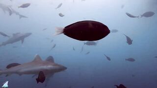 Gaafu Alifu 2024 дайвинг по стенкам и рыбалка в лагуне