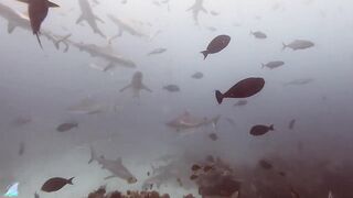 Gaafu Alifu 2024 дайвинг по стенкам и рыбалка в лагуне