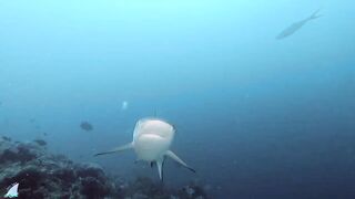 Gaafu Alifu 2024 дайвинг по стенкам и рыбалка в лагуне