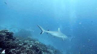 Gaafu Alifu 2024 дайвинг по стенкам и рыбалка в лагуне