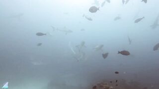 Gaafu Alifu 2024 дайвинг по стенкам и рыбалка в лагуне