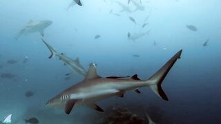 Gaafu Alifu 2024 дайвинг по стенкам и рыбалка в лагуне