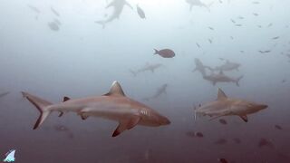 Gaafu Alifu 2024 дайвинг по стенкам и рыбалка в лагуне