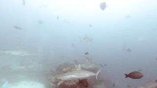 Gaafu Alifu 2024 дайвинг по стенкам и рыбалка в лагуне