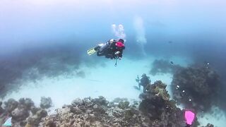 Gaafu Alifu 2024 дайвинг по стенкам и рыбалка в лагуне