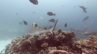 Gaafu Alifu 2024 дайвинг по стенкам и рыбалка в лагуне