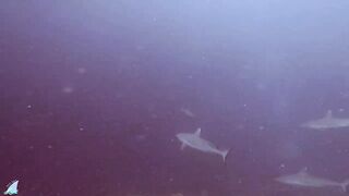 Gaafu Alifu 2024 дайвинг по стенкам и рыбалка в лагуне