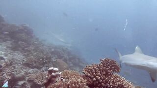 Gaafu Alifu 2024 дайвинг по стенкам и рыбалка в лагуне