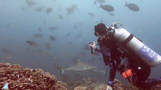 Gaafu Alifu 2024 дайвинг по стенкам и рыбалка в лагуне