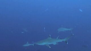 Vilingili Kandu Gaafu Alifu и морская рыбалка в окне слабого течения