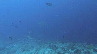 Vilingili Kandu Gaafu Alifu и морская рыбалка в окне слабого течения