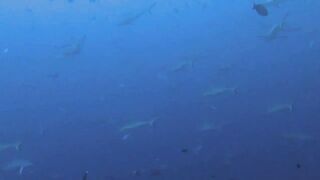 Vilingili Kandu Gaafu Alifu и морская рыбалка в окне слабого течения