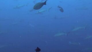 Vilingili Kandu Gaafu Alifu и морская рыбалка в окне слабого течения