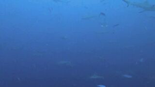 Vilingili Kandu Gaafu Alifu и морская рыбалка в окне слабого течения