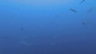 Vilingili Kandu Gaafu Alifu и морская рыбалка в окне слабого течения