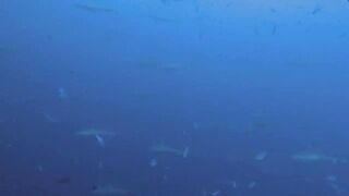 Vilingili Kandu Gaafu Alifu и морская рыбалка в окне слабого течения