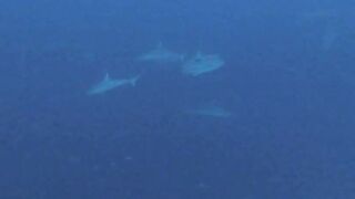 Vilingili Kandu Gaafu Alifu и морская рыбалка в окне слабого течения