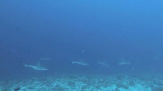 Vilingili Kandu Gaafu Alifu и морская рыбалка в окне слабого течения