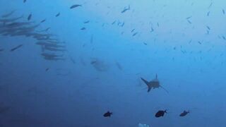 Vilingili Kandu Gaafu Alifu и морская рыбалка в окне слабого течения