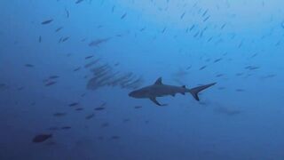 Vilingili Kandu Gaafu Alifu и морская рыбалка в окне слабого течения