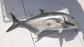 Gaafu Dhaalu GT 42 кг: короткая дуэль у пасса и визг фрикциона