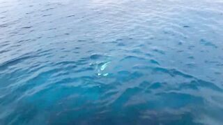 Gaafu Dhaalu экспедиция морская рыбалка на GT 41.5 кг и команда капитана