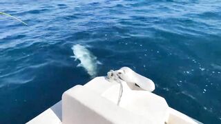 GT в Gaafu Dhaalu - поппинг и рыбалка на вечерней волне