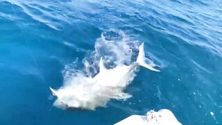 GT в Gaafu Dhaalu - поппинг и рыбалка на вечерней волне