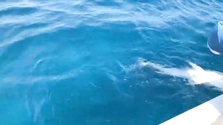 GT в Gaafu Dhaalu - поппинг и рыбалка на вечерней волне