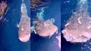 Gaafu Dhaalu, китовая акула у кромки рифа и есть ли рядом морская рыбалка?