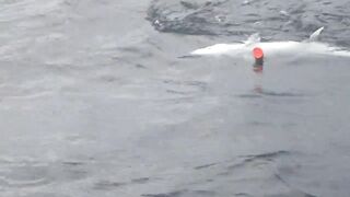 Gaafu Dhaalu by Captain Mohamed - жёсткое вываживание GT на свале