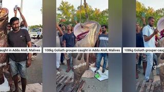 Addu Atoll 108 кг goliath grouper, морская рыбалка на краю свала